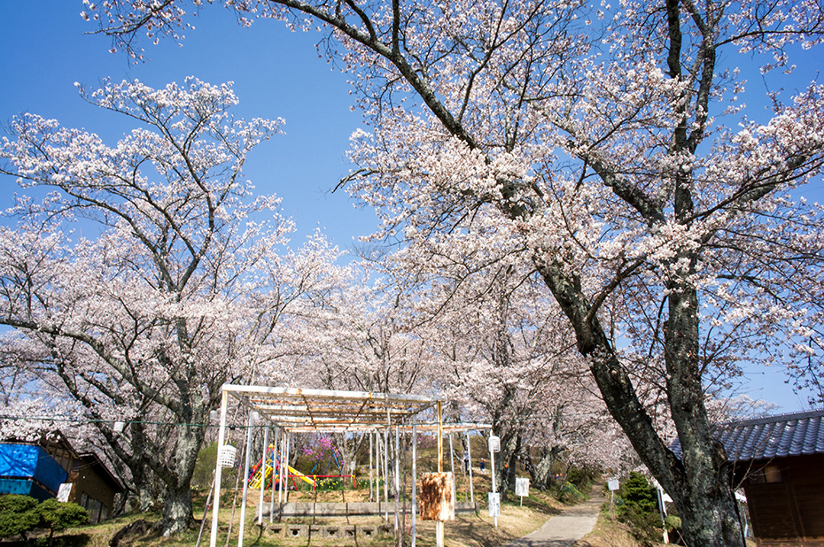 飯田市竜丘桐林万寿山公園